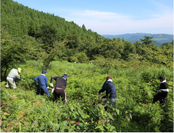 下草刈り（大分県玖珠町）