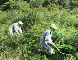 下草刈り（大分県玖珠町）